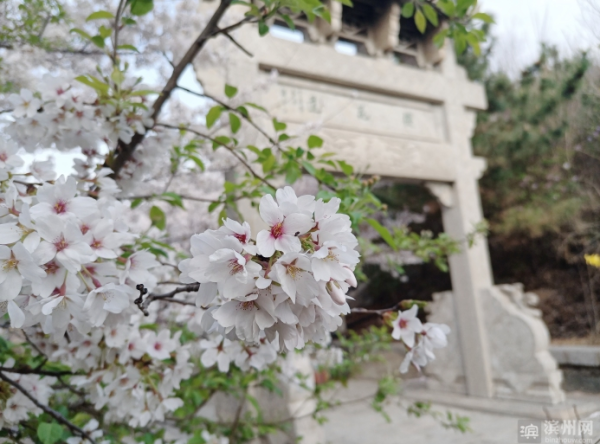 【云赏樱花】樱花山十里长廊